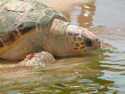 Una tartaruga ''Carretta carretta'' nella acque di Lampedusa