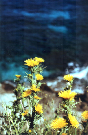 Un fiore per darvi il benvenuto nelle aree marine protette di Sicilia