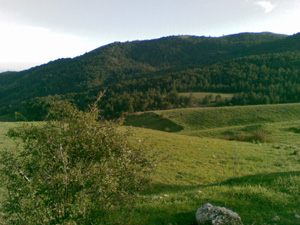 Gli aspetti forestali del Parco dei Sicani