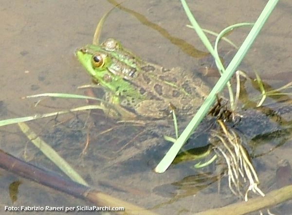 Raganella comune (hyla arborea)
[click per ingrandire l'immagine]