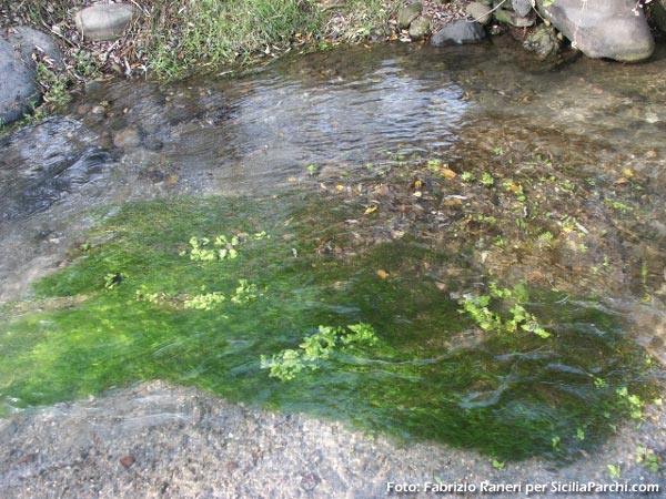 Vegetazione del fiume Alcantara
[click per ingrandire l'immagine]