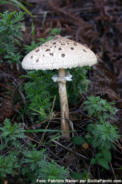 Macrolepiota Procera (Mazza di tamburo, Ombrellone)
[click per ingrandire l'immagine]