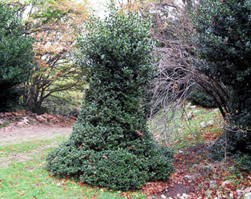 Alberi del Parco dei Nebrodi
[click per ingrandire l'immagine]