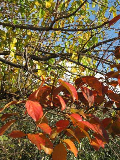 Vegetazione autunnale
[click per ingrandire l'immagine]