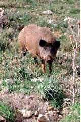 Un cinghiale