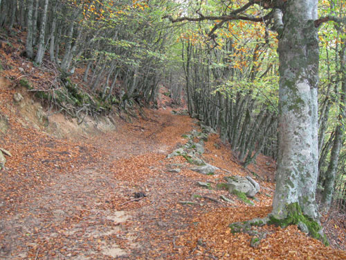 Sentiero nel Parco delle Madonie
[click per ingrandire l'immagine]