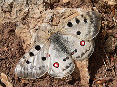 Farfalla Parnassius Apollo Siciliae