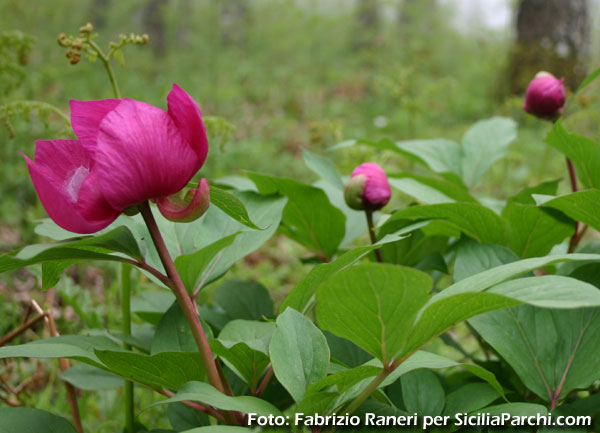 Peonie
[click per ingrandire l'immagine]