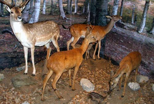 Gruppo di cerbiatti
[click per ingrandire l'immagine]