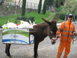 Asinelli a Castelbuono (PA)