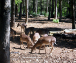 Daini nel Parco delle Madonie