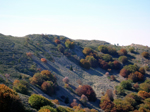 Gli agrifogli di Monte Scalone con al centro un esemplare di Abies nebrodensis