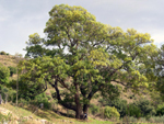 I monumenti della natura. Il frassino puntaloro