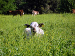 I Pascoli del Parco delle Madonie